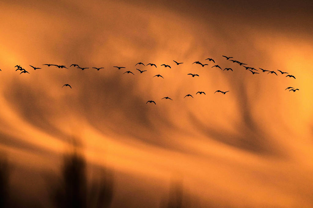 A flock of snow geese arrives to spend the night at the Middle Creek Wildlife Management Area, Sunday, March 8, 2026, in Kleinfeltersville, Pa.