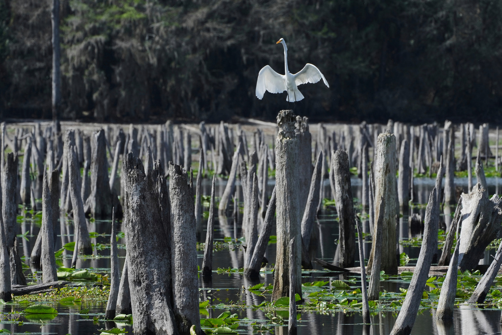 A great egret stands on a dead tree trunk during a drawdown of the Rodman Reservoir 