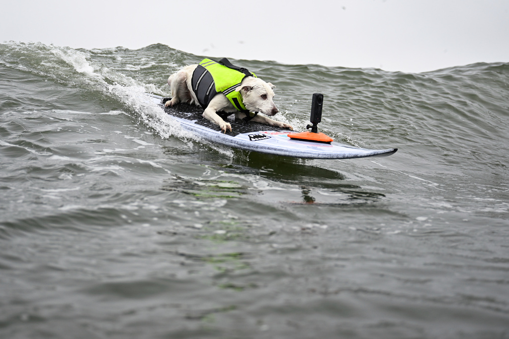 'Sugar,' First Canine Inducted Into 'Surfer’s Hall of Fame,' Has Passed
