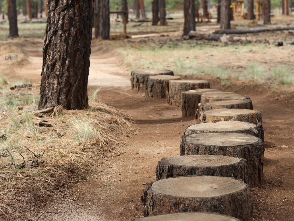A path of tree stumps lines a portion of a barefoot trail near Flagstaff, Ariz.
