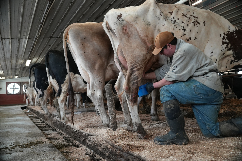 There's Increasing Interest In Drinking Raw Milk, But There Are Concerns