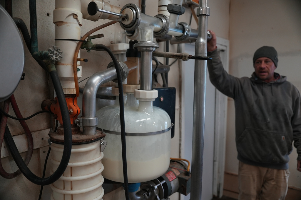 Herdsman Stephen Reed watches raw cow milk collect in a receive jar before it is eventually pasteurized at Ronnybrook Farm 