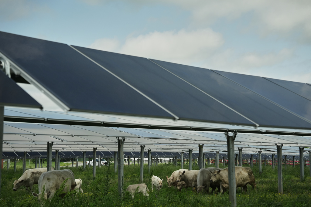 'Agrivoltaics' Solar Panels And Cattle Coexist - A Win-Win? 