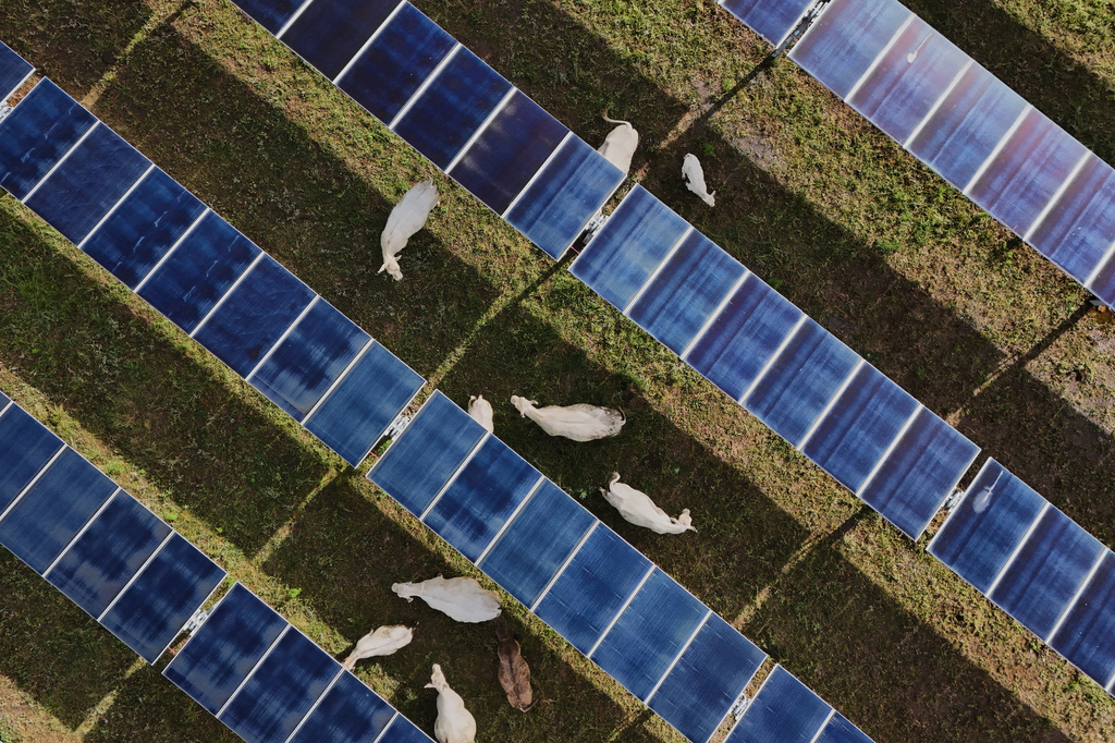 Cattle graze under solar panels 
