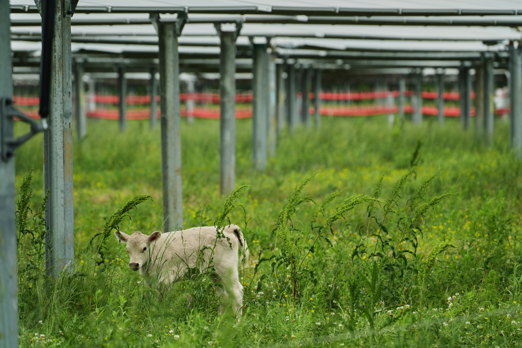 A calf stands under solar panels