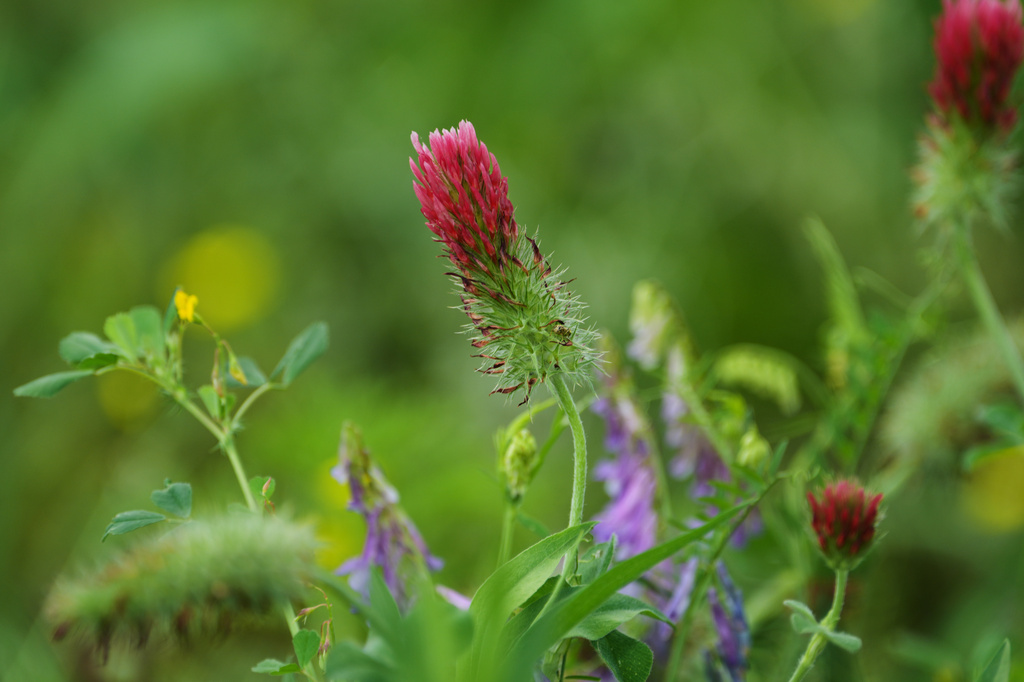 Crimson Clover grows in a field under solar panels 