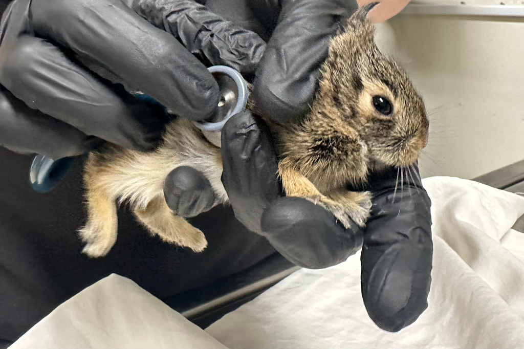 Find An Animal Nesting Near Your House? What To Do.