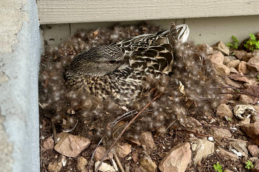 A female mallard duck sits on eggs in her nest tucked next to the front door of a home in Eagan, Minn.