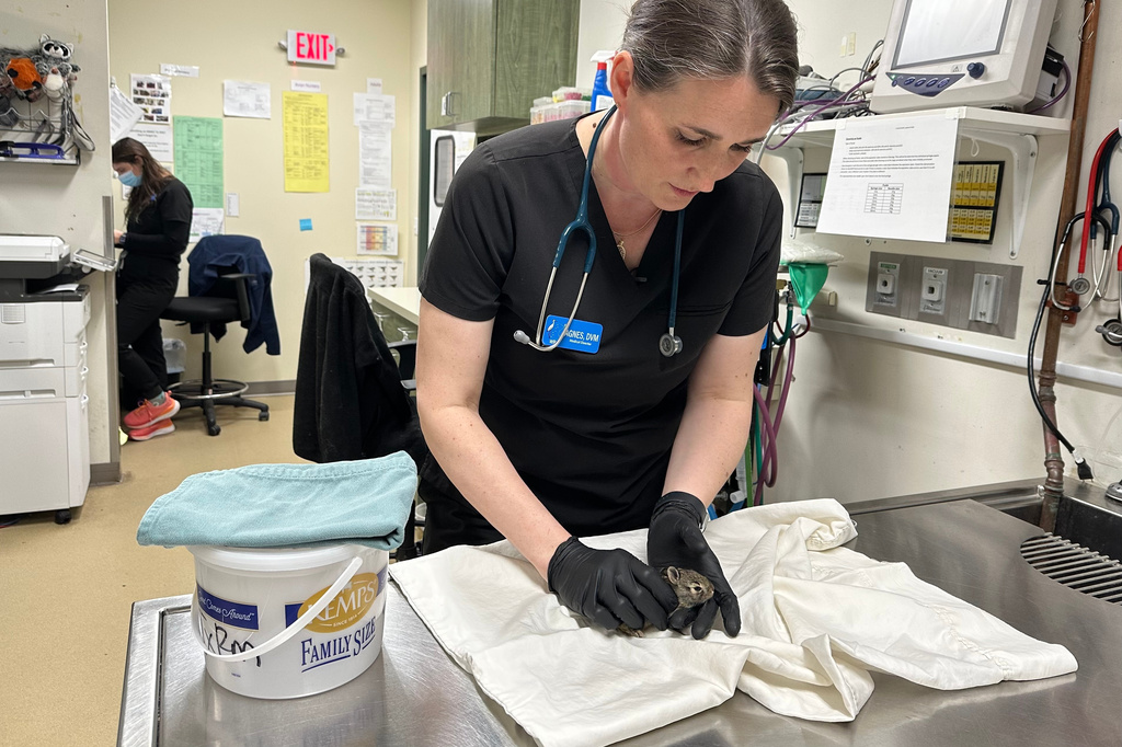 Wildlife Rehabilitation Center of Minnesota medical director Dr. Agnes Hutchinson examines a baby rabbit 