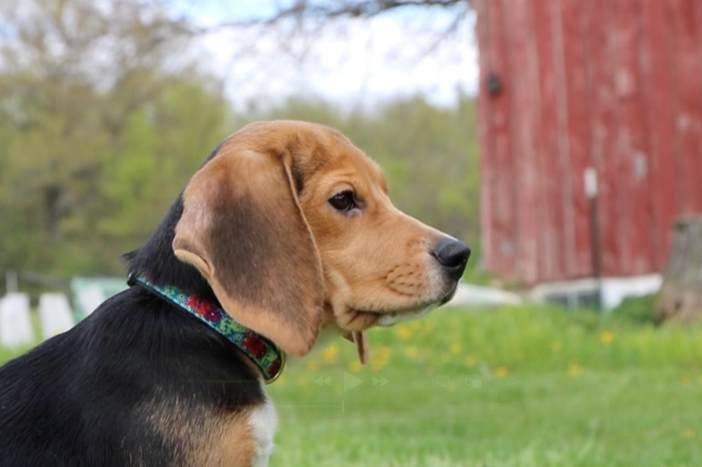 1,500 Rescued Beagles Get New Lives: 'They Are Super Sweet'