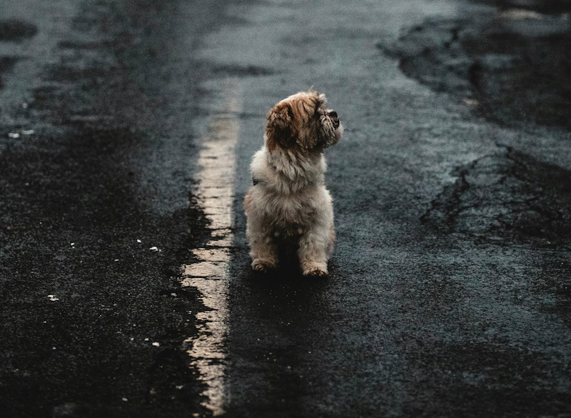 'Nextdoor Rescue Squad' Utilizes Neighborhood Connections For Lifesaving Animal Rescues