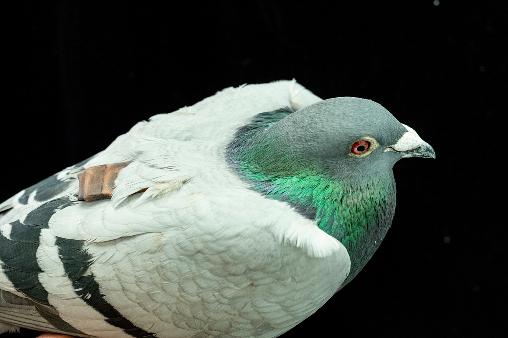Say What? Pigeons May Be Navigating With Their Liver