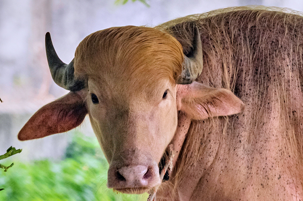 Rare Albino Buffalo - Named After Donald Trump - Many Flock To See IT