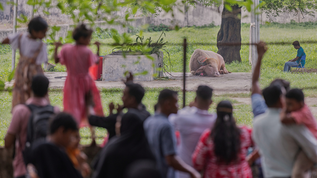Visitors look at a rare albino buffalo fondly named after Donald Trump 