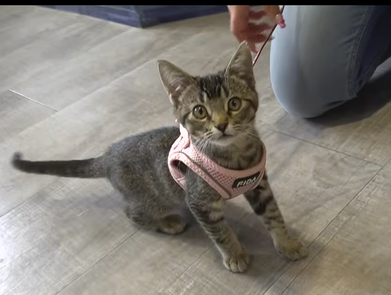 'Sticky' Kitten Survives Rat Glue Trap, Finds Fur-Ever Home