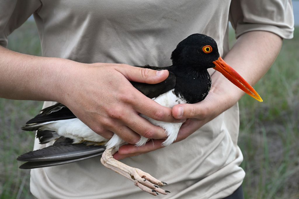'Oystercatcher' Birds Making Comeback In New England