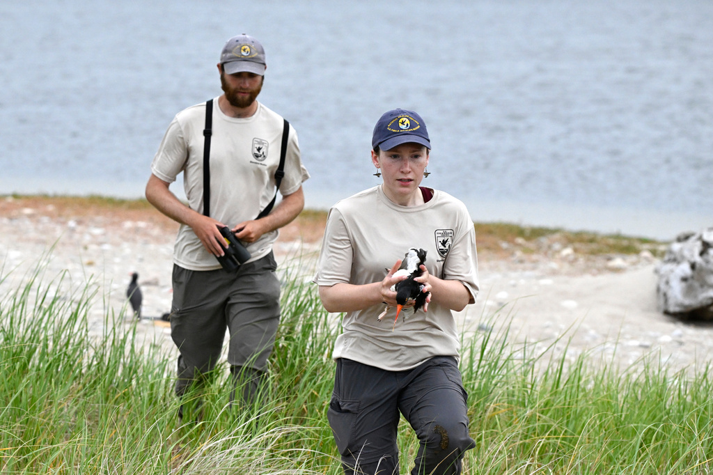 United States Fish and Wildlife Service Shorebird Monitor Allison Ruhl carries an adult oystercatcher