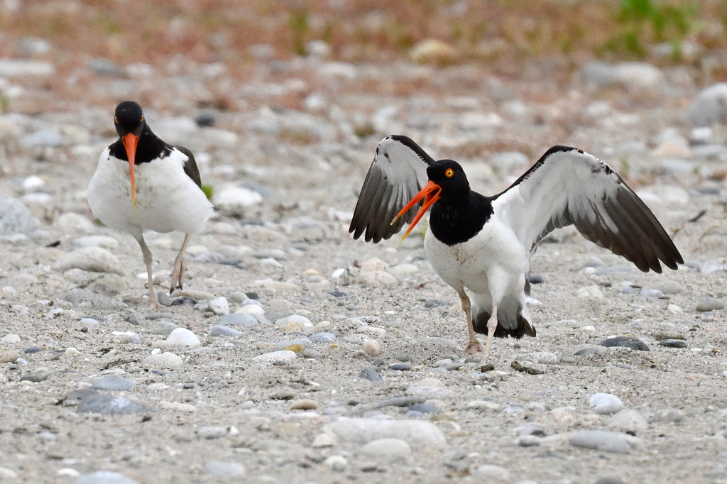 Adult oystercatchers react after their offspring was taken by shorebird monitors at Trustom Pond National Wildlife Refuge in South Kingstown, R.I.