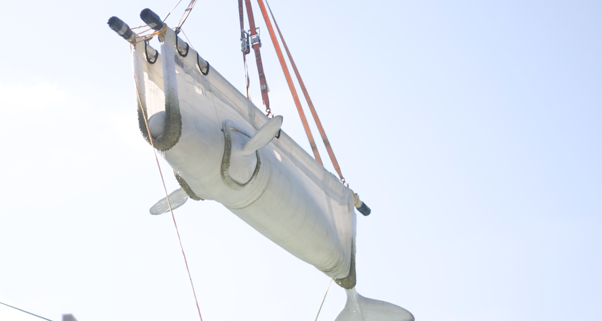 SeaWorld Plays Key Role In Safely Relocating Rescued Beluga Whales