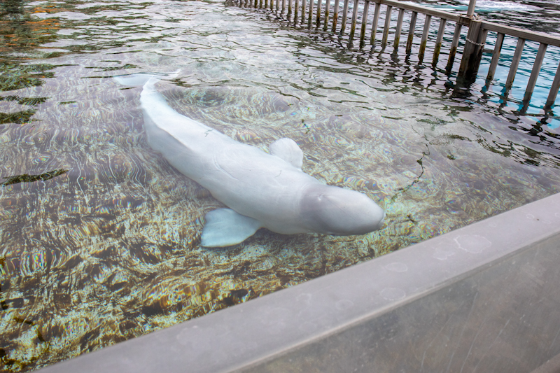 beluga whale
