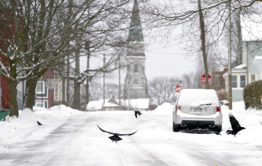 Crows fly on Union Street in Pittsfield, Mass., over fresh snow 