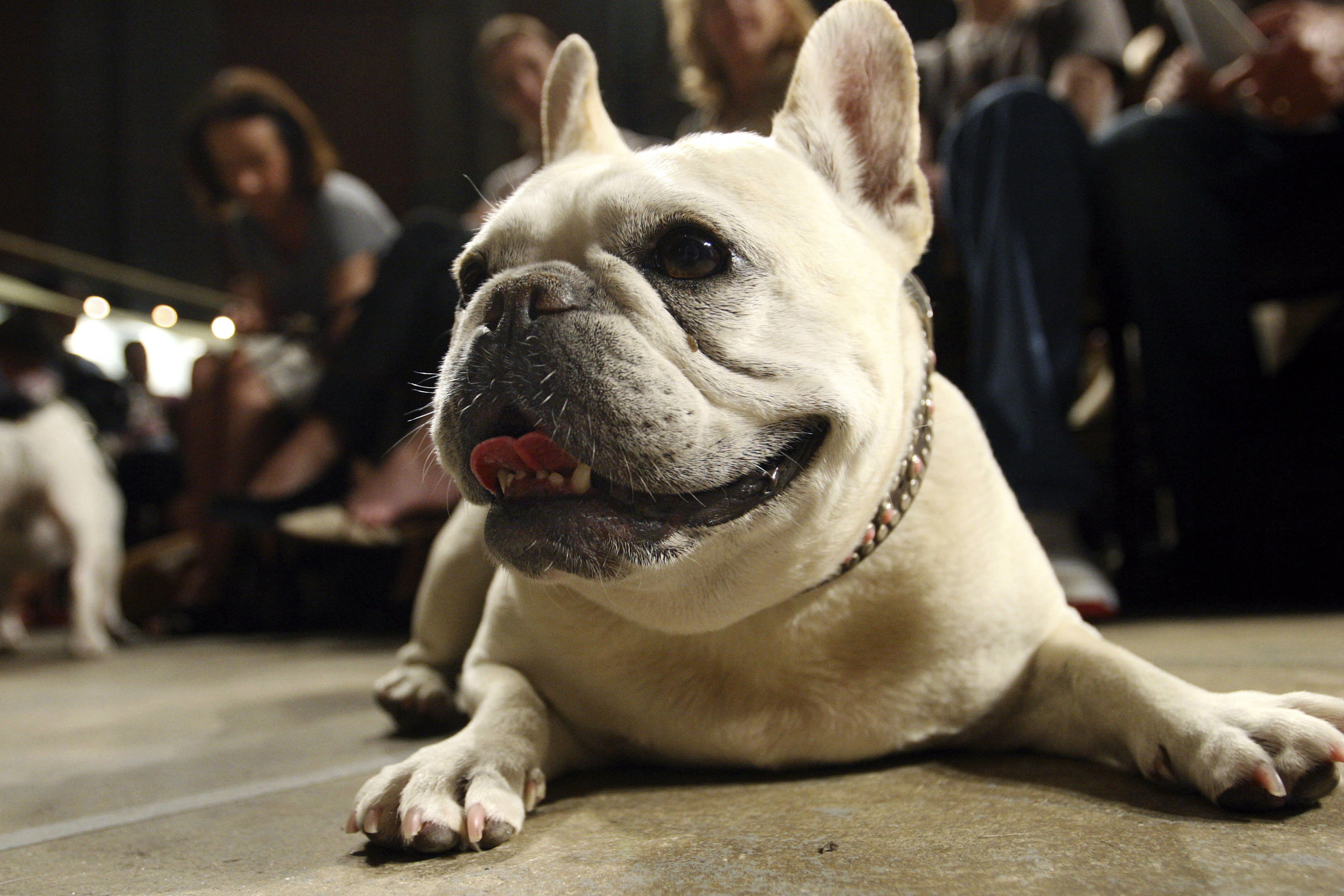 Lola, a French bulldog, lies on the floor prior to the start of a St. Francis Day service at the Cathedral of St. John the Divine, Oct. 7, 2007, in New York.