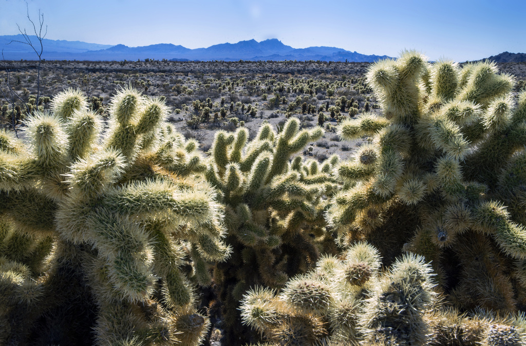 Teddybear Chollas are seen within the proposed Avi Kwa Ame National Monument near Searchlight, Nev.
