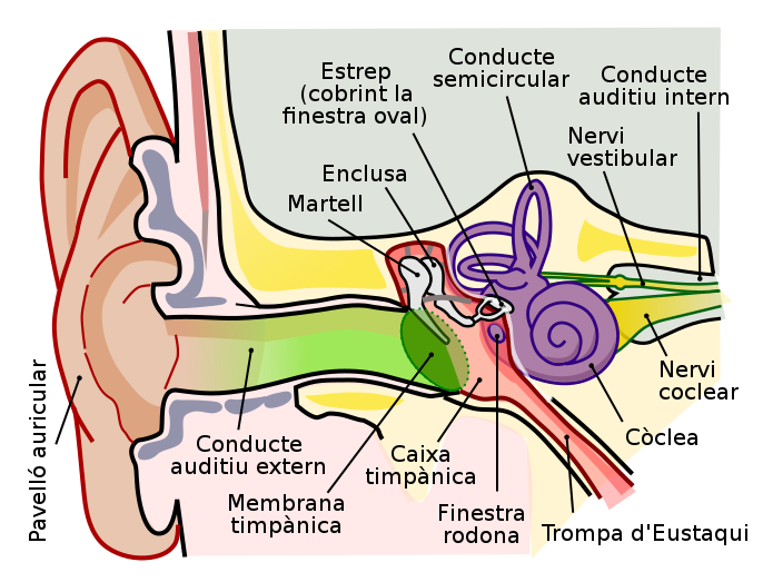 Ears do more than hear – they also track how your body is oriented and moving in space.