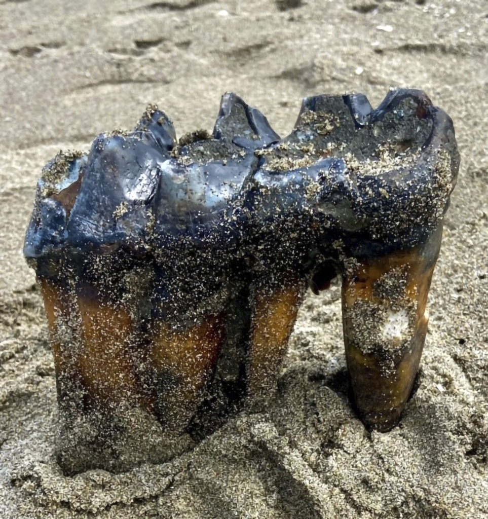 Mastodon Tooth in the sand at an Aptos, Calif., beach