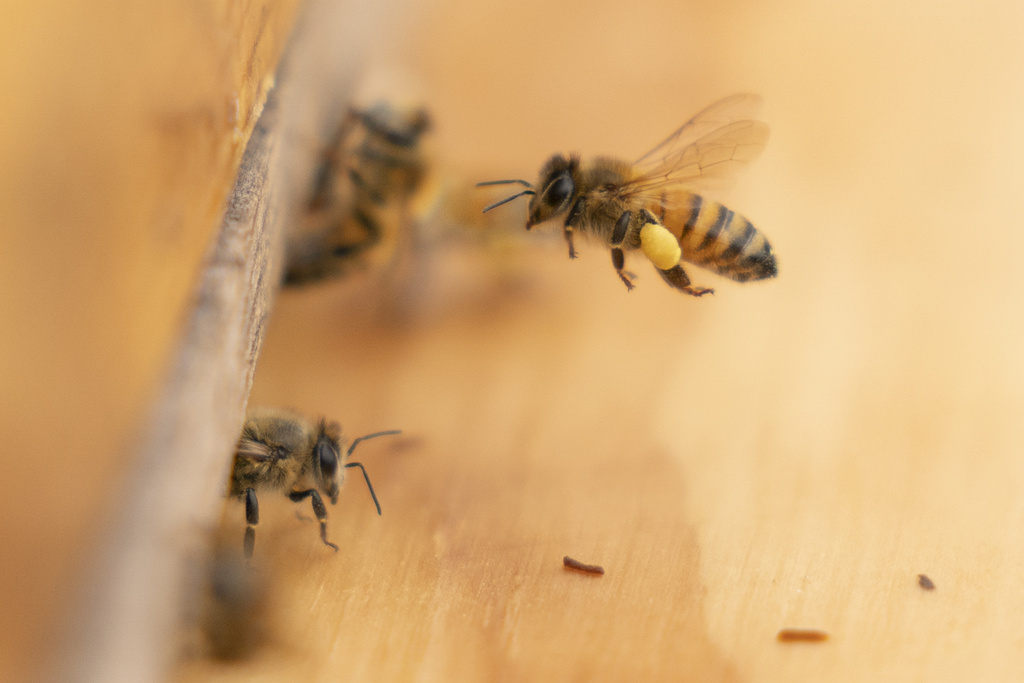 A bee arrives at a hive on the roof of the Warren Rudman U.S. Court House, Friday, May 5, 2023, in Concord, N.H.