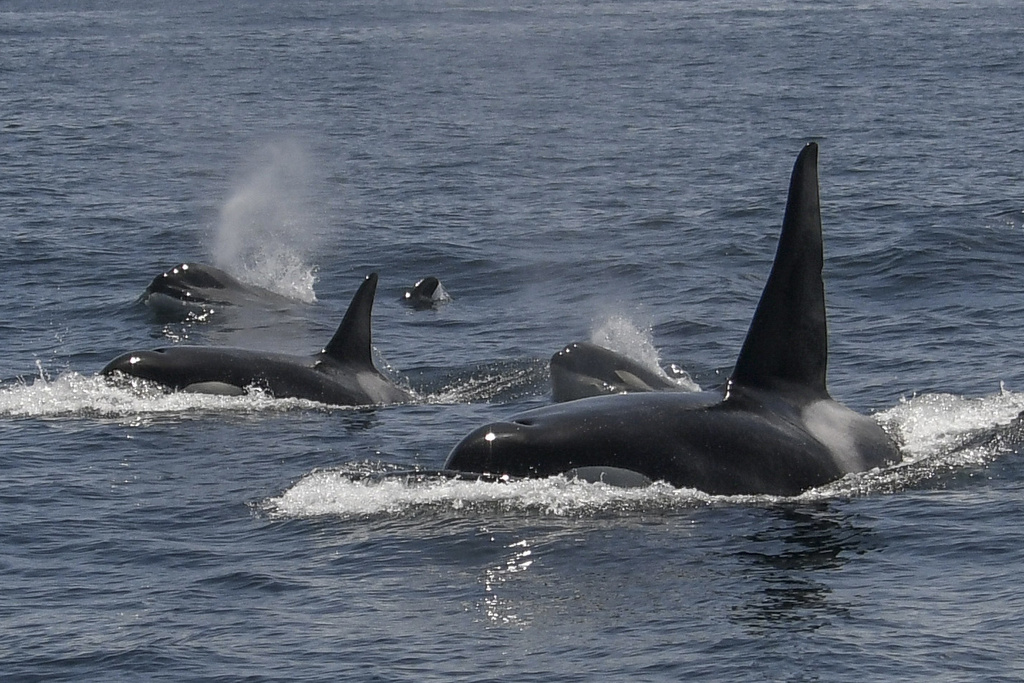 Whales And Dolphins In American Waters Are Losing Food And Habitat