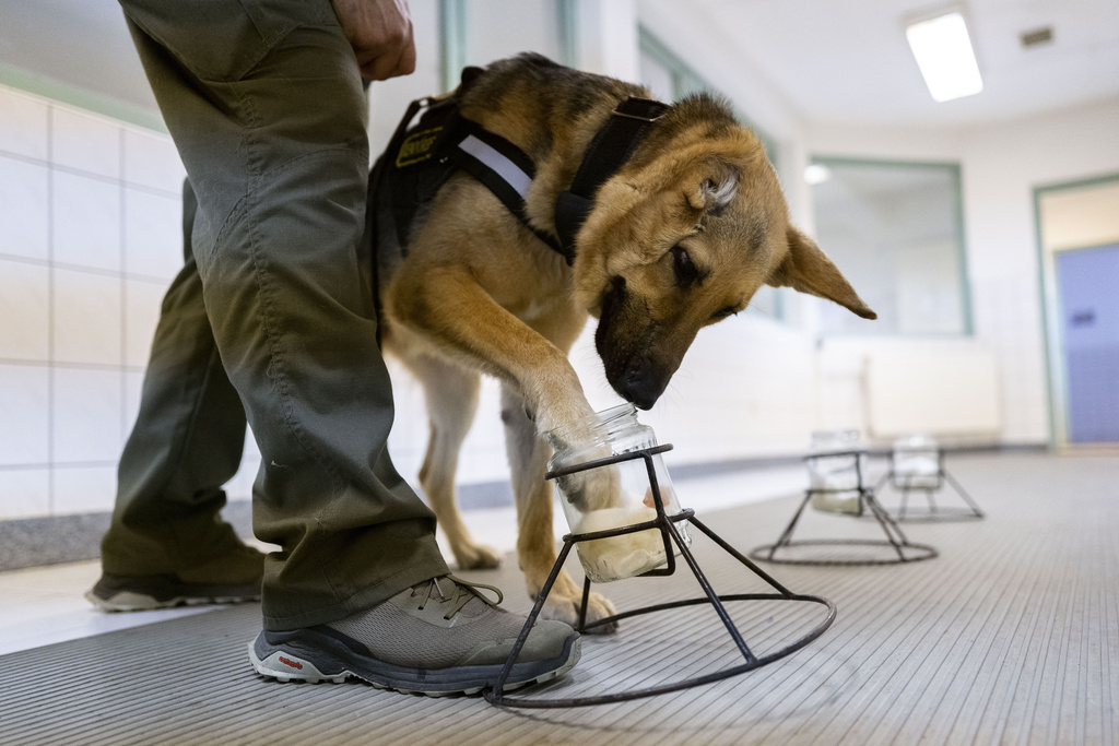 Rambo, a German Shepherd, who was injured in Ukraine