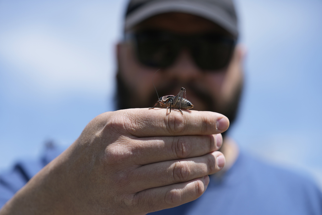 Jeremiah Moore holds a cricket during a migration of Mormon crickets