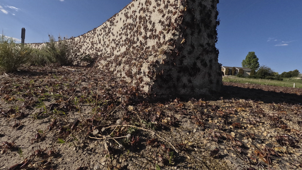 Crickets make their way over a Jersey barrier during the migration of Mormon crickets