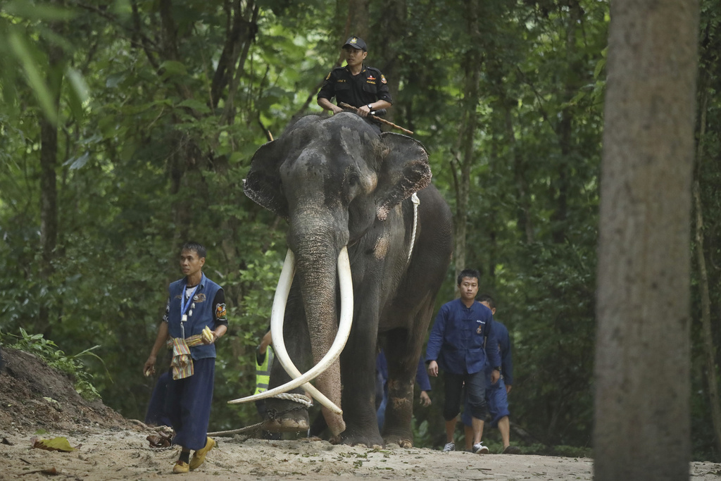 An Ailing Thai Elephant Returns Home For Medical Care After Years 