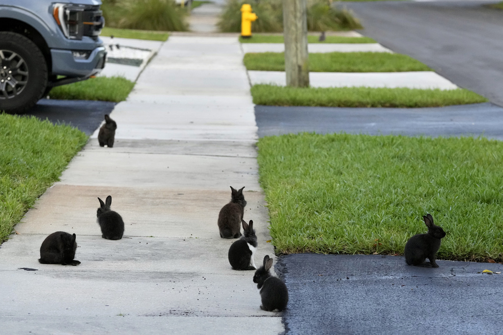 Rabbits gather on the sidewalk in Wilton Manors, Fla.