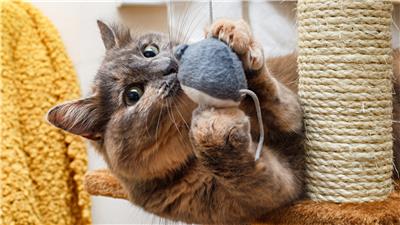 More States Ban Declawing Of Cats | Positive Encouraging K-LOVE