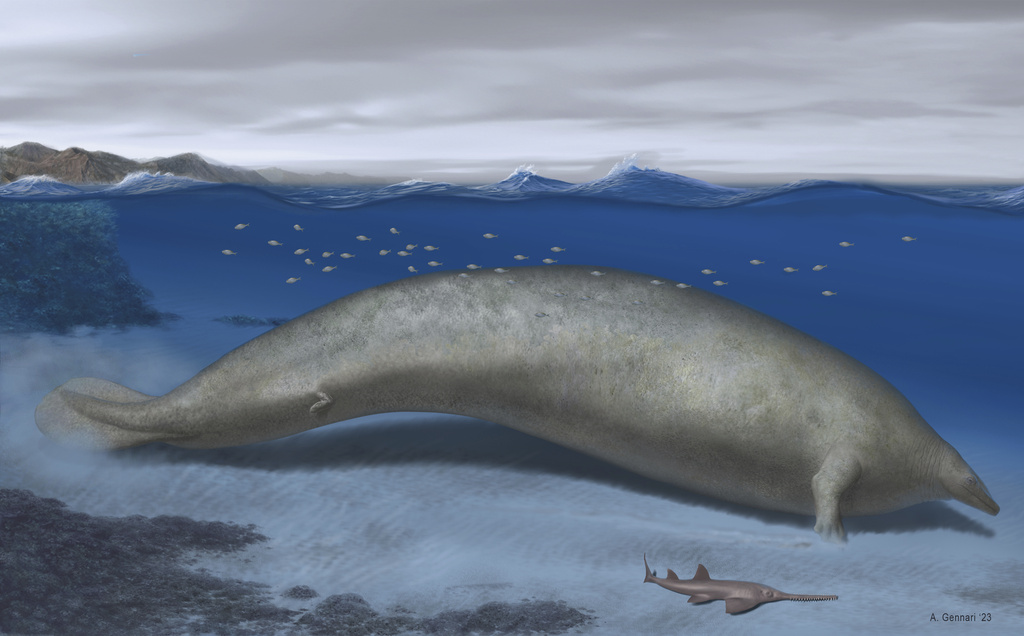 illustration of Perucetus colossus