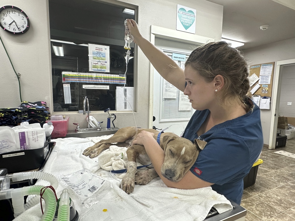 An injured dog is treated at Maui Humane Society in Lahaina, Hawaii