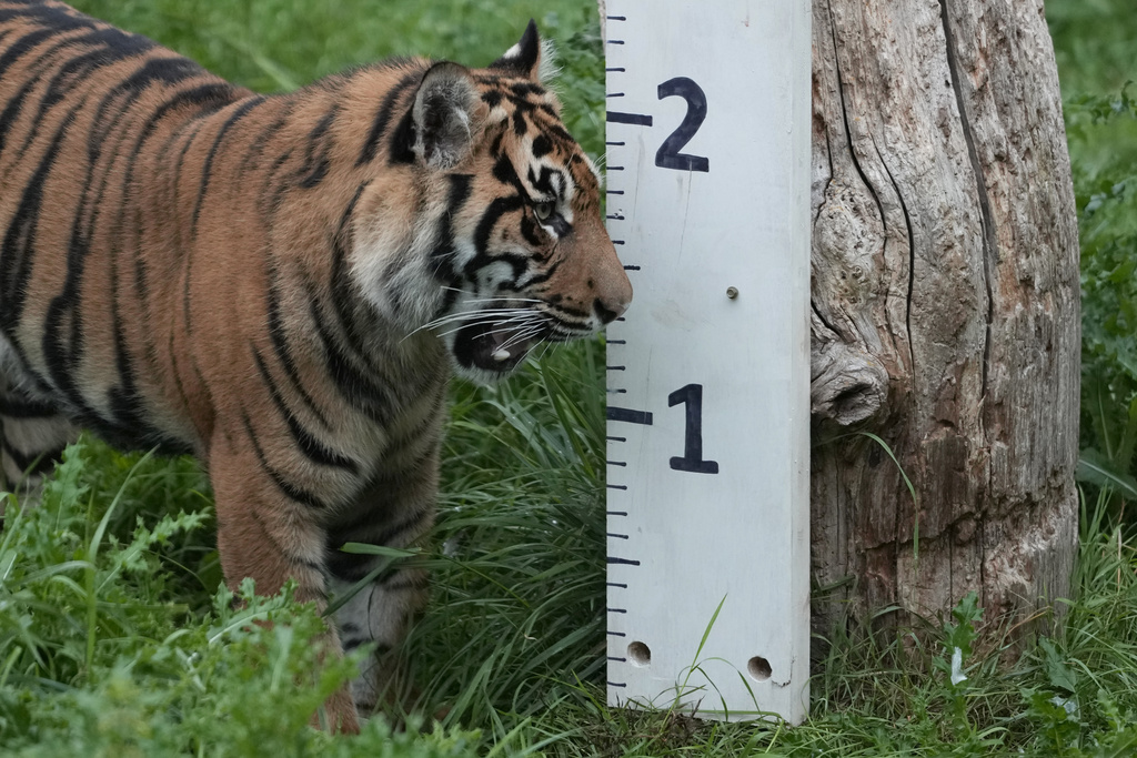 A Sumatran tiger investigates a measuring stick during London Zoo