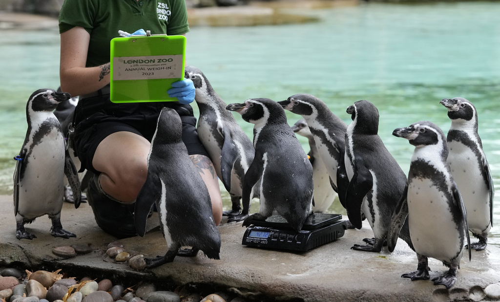 Humboldt penguins queue up to be weighed during London Zoo