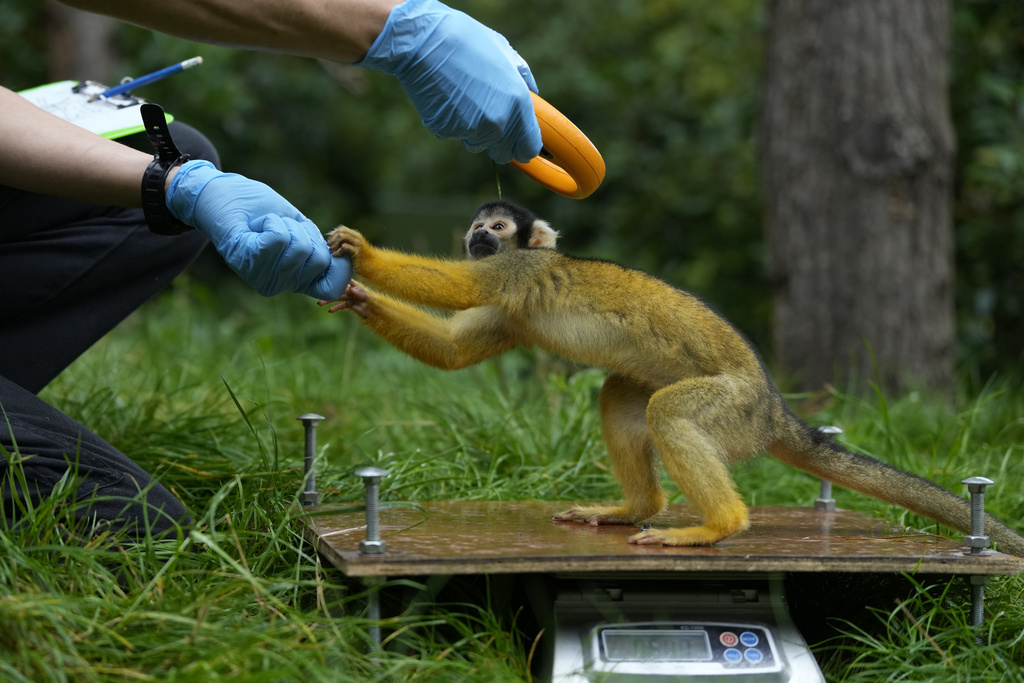 A Squirrel monkey is weighed and has their microchip scanned during London Zoo