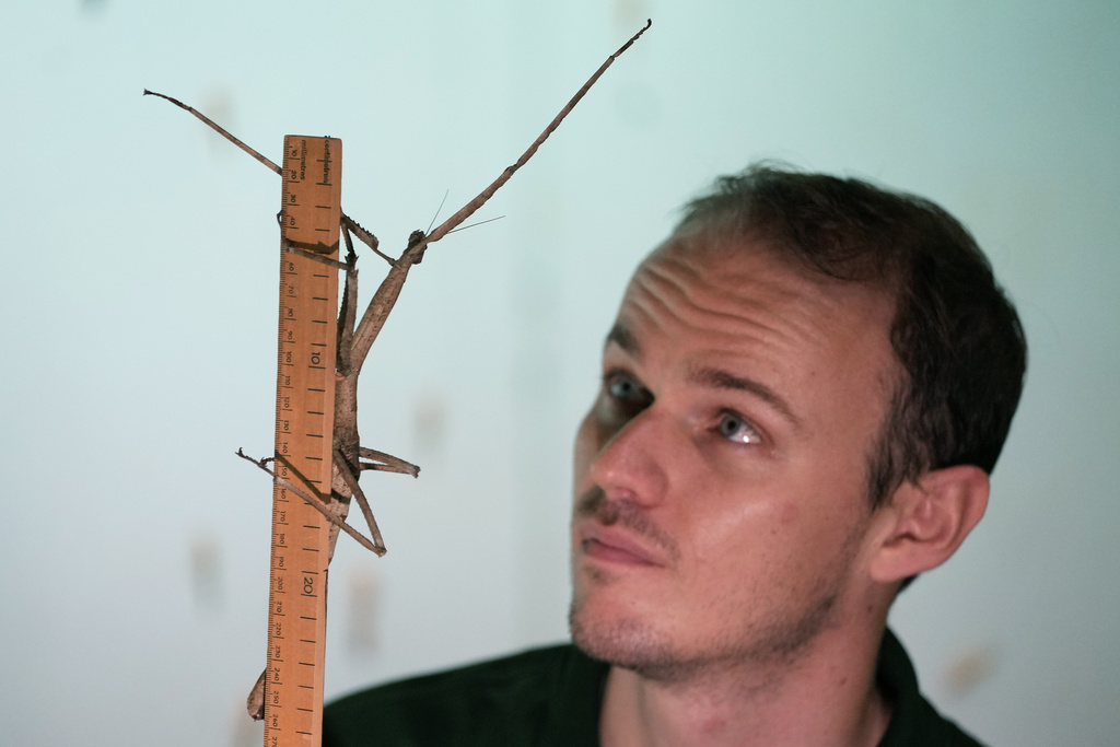 A keeper meaures a Tirachoidea Stick Insect during London Zoo