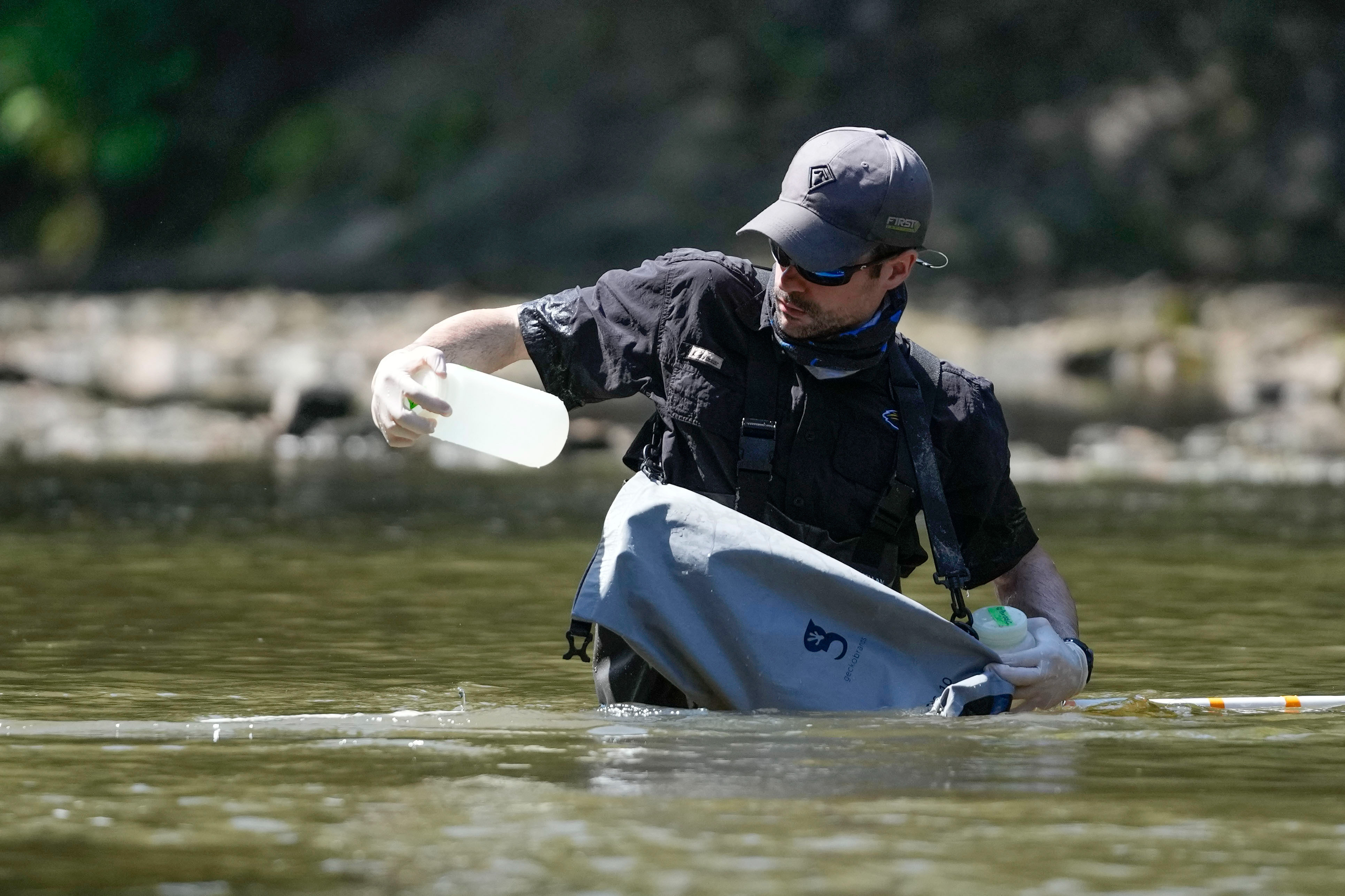 Man in glasses and sunglasses in the middle of a river, reintroducing fish to the water