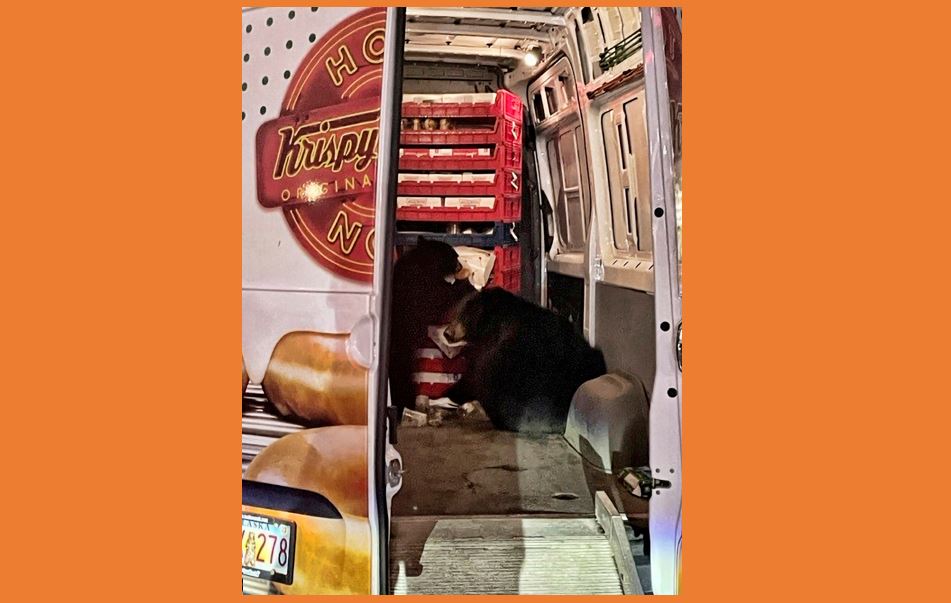 Two bears getting into donut truck in Anchorage, Alaska