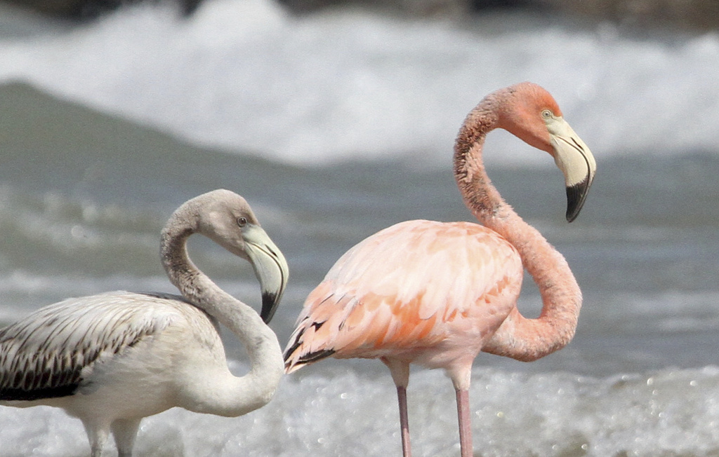 Flamingos stand by the water along a Lake Michigan beach