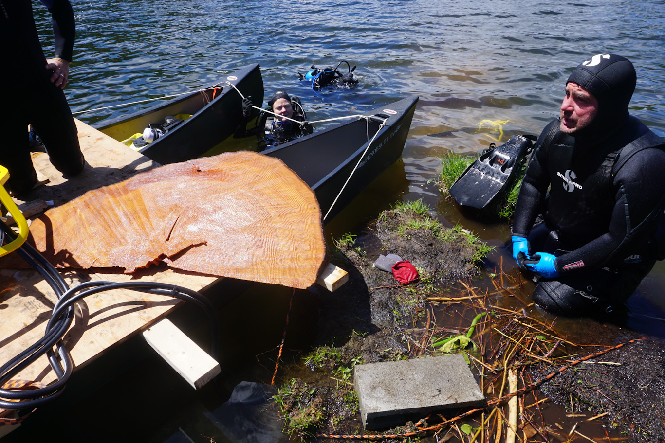 Divers bring to the surface a sample that they collected from an earthquake-killed tree in Price Lake, WA.