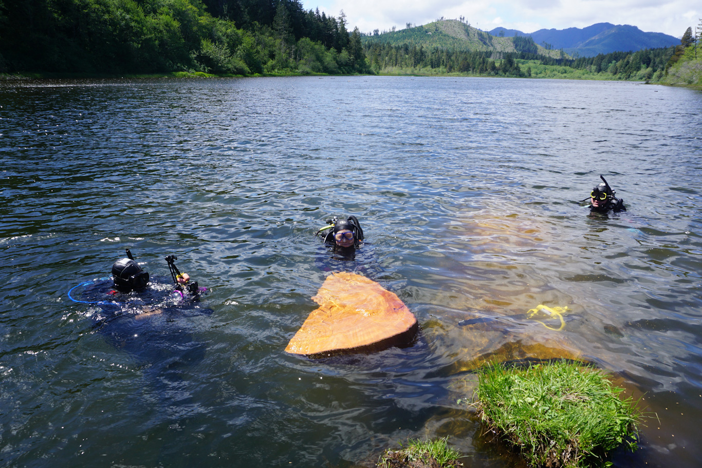Divers bring to the surface a sample that they collected from an earthquake-killed tree in Price Lake, WA.