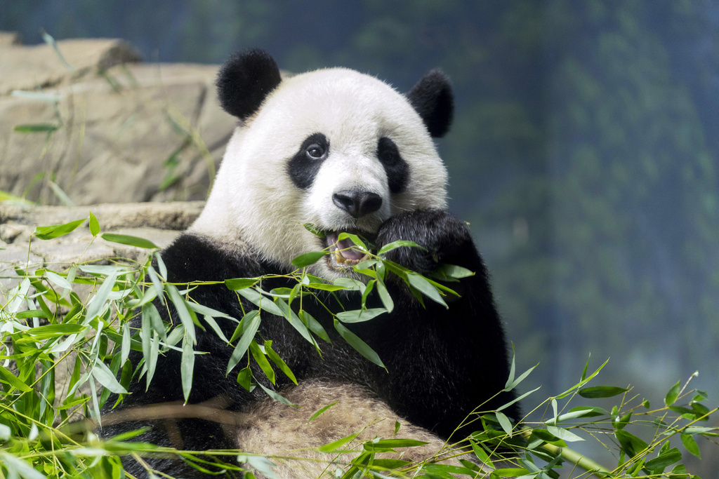 Giant Pandas Are Returning To Washington's National Zoo | Positive