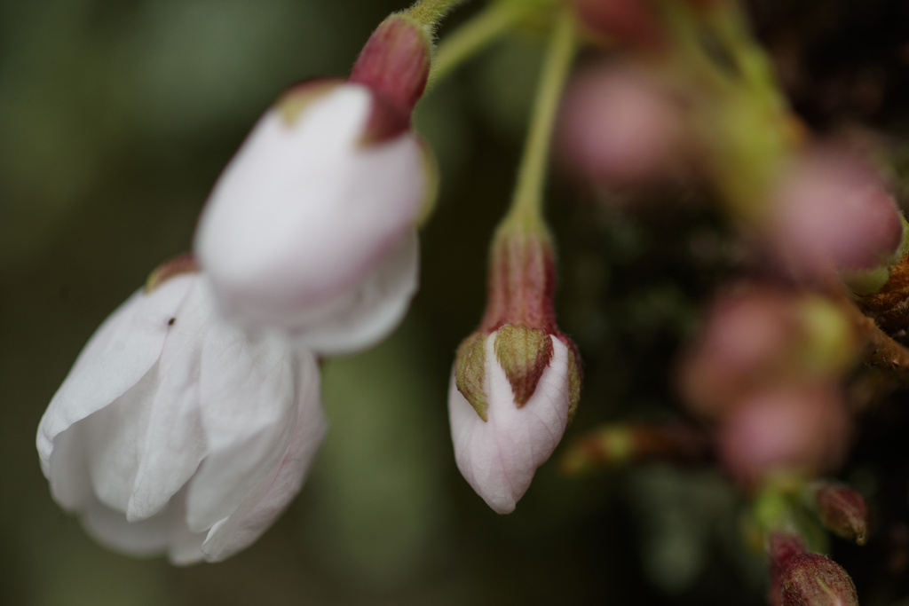 Cherry blossoms and buds cover the trees in the Kenwood neighborhood of Bethesda, Md.